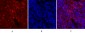 JAK1 Polyclonal Antibody